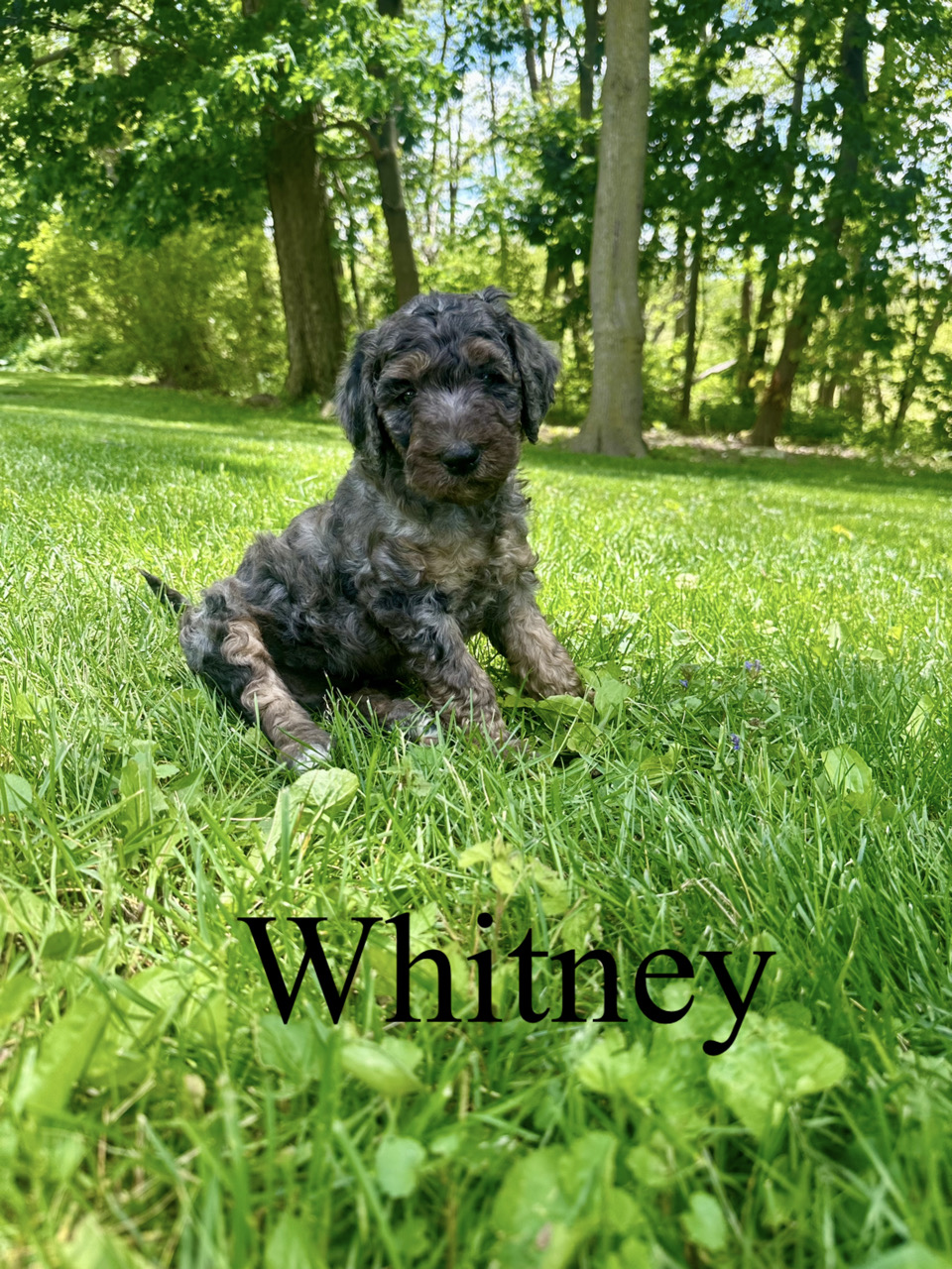 Whitney 1